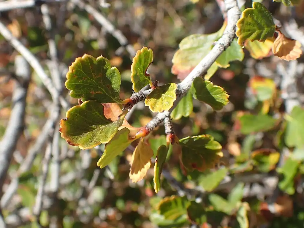 Photo of Cercocarpus montanus - Leaves and stem:Kenraiz