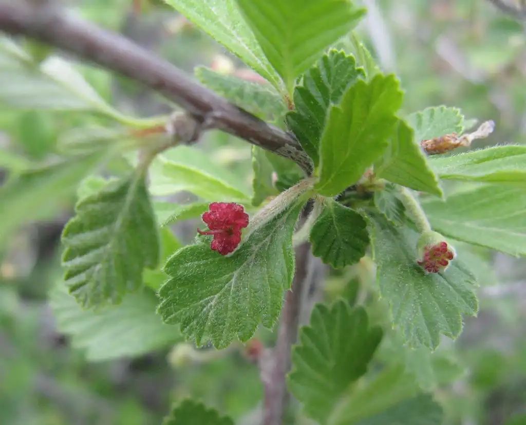 Photo of Cercocarpus montanus - Flowers appear red when opening:Nadiatalent