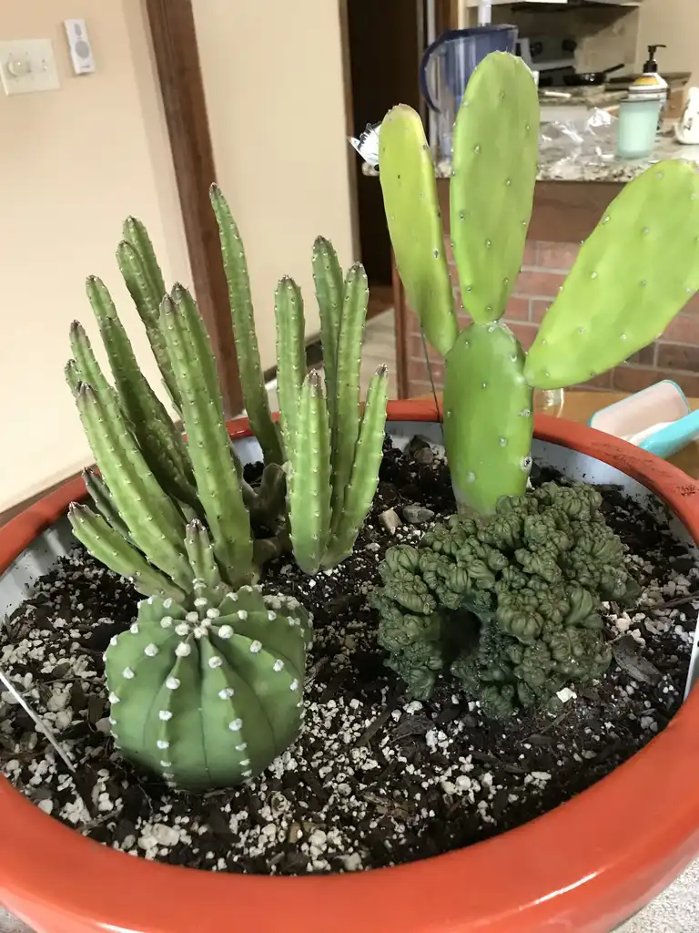 Foto de Cereus forbesii monstrose 'Ming Thing' (Cereus forbesii monstrose 'Ming Thing's)