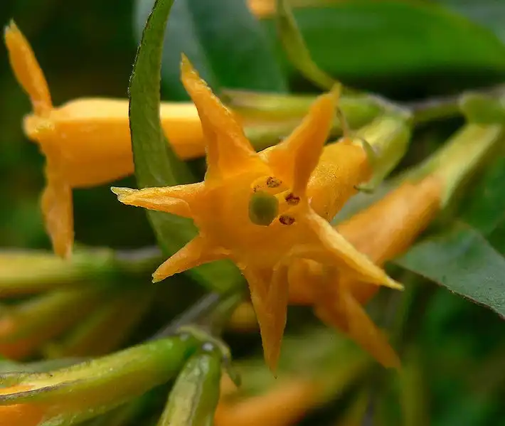 Фото Cestrum aurantiacum (Cestrum aurantiacums)