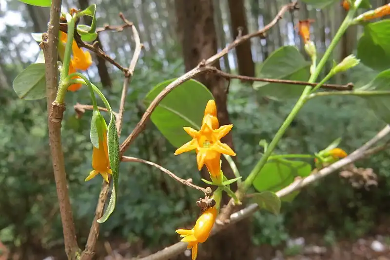 Фото Cestrum aurantiacum (Cestrum aurantiacums)