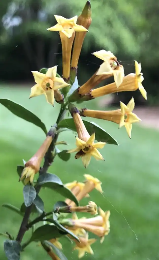Фото Cestrum aurantiacum - Flower Close-up (Wake County, NC):Cathy Dewitt
