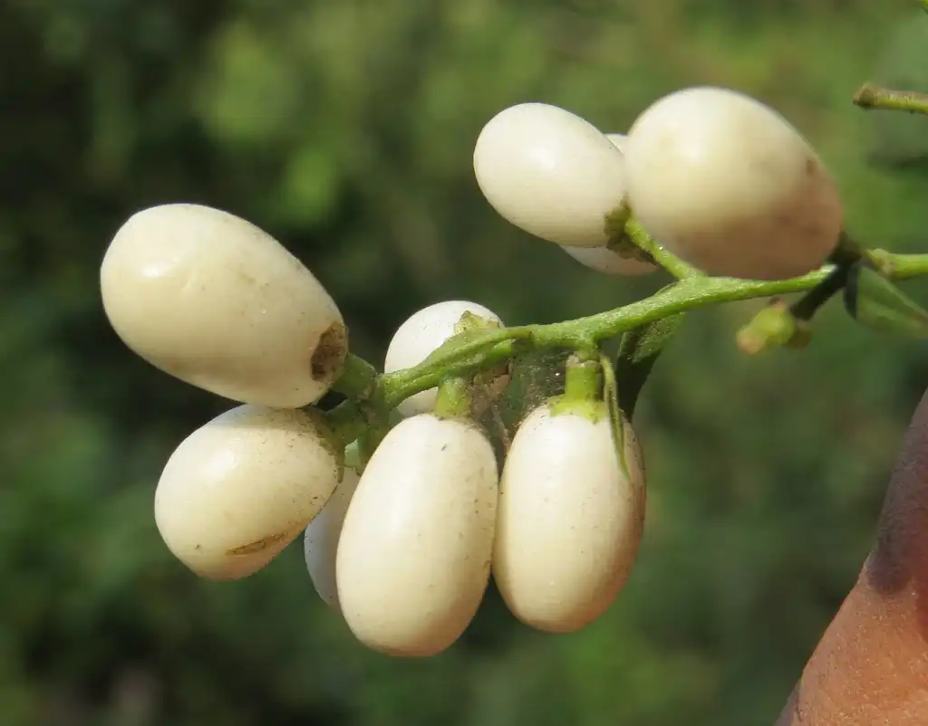 Photo of Cestrum (Cestrums)
