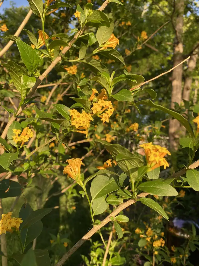 Photo of Cestrum (Cestrums)