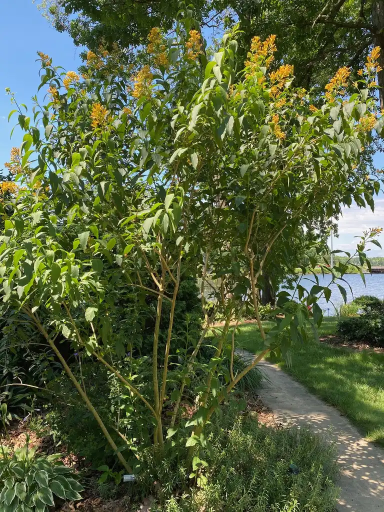 Photo of Cestrum - June in Bloom:Kathy Sill