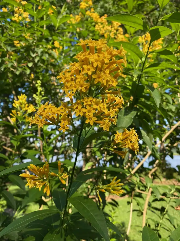 Photo of Cestrum - Bloom:Kathy Sill