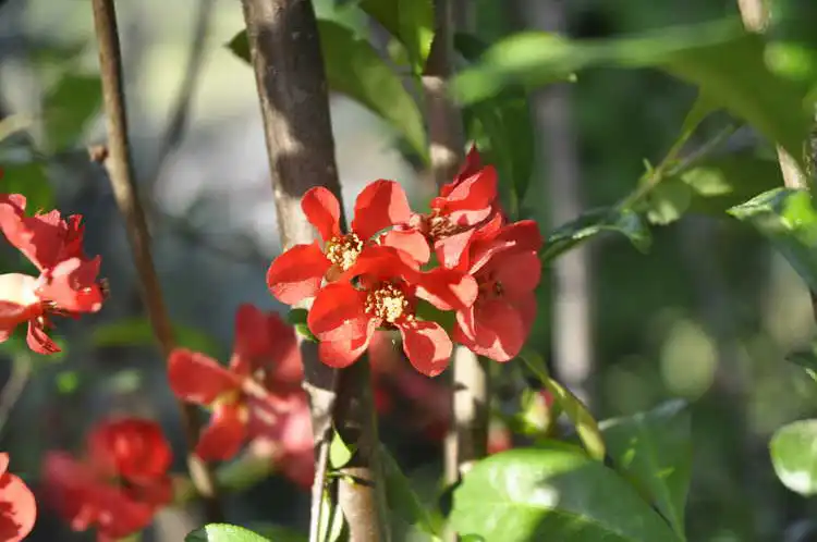 Photo of Chaenomeles hybrids (Chaenomeles hybridss)
