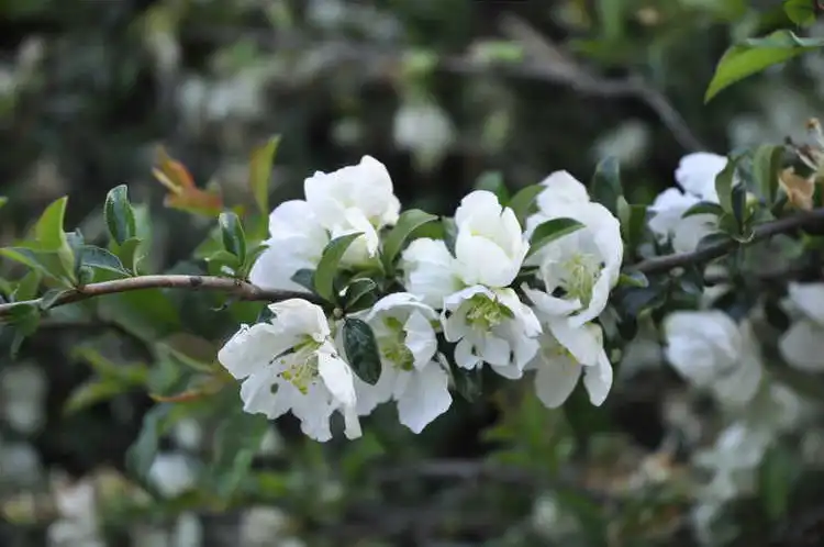 Photo of Chaenomeles hybrids (Chaenomeles hybridss)
