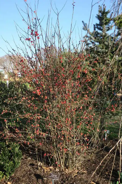 Photo of Chaenomeles hybrids - Form: