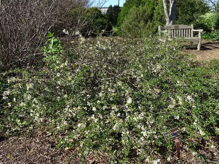 Photo of Chaenomeles hybrids - Form: