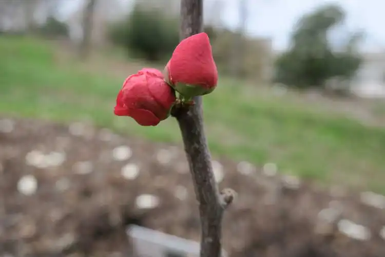 Photo of Chaenomeles hybrids - Flower bud and stem: