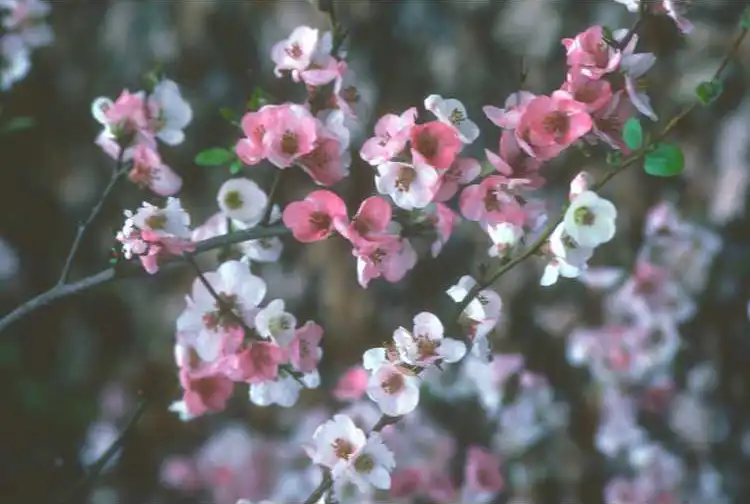 Фото Chaenomeles speciosa 'Toyo-Nishiki' (Chaenomeles speciosa 'Toyo-Nishiki's)