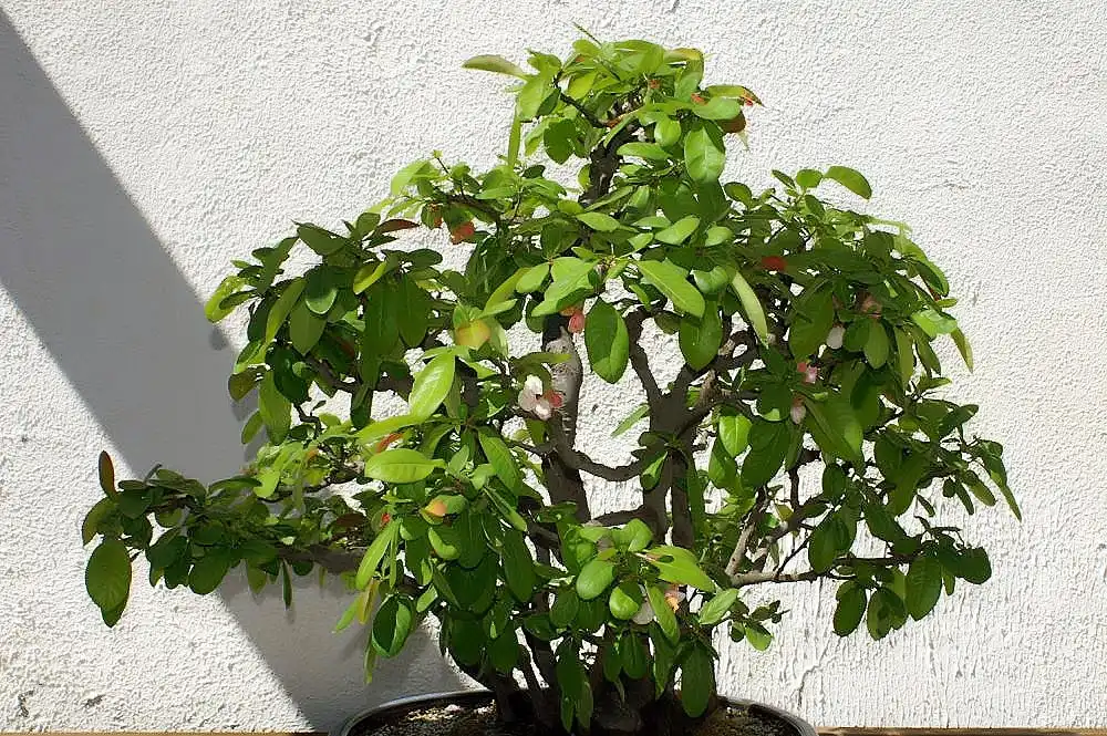 Фото Chaenomeles speciosa 'Toyo-Nishiki' (Chaenomeles speciosa 'Toyo-Nishiki's)