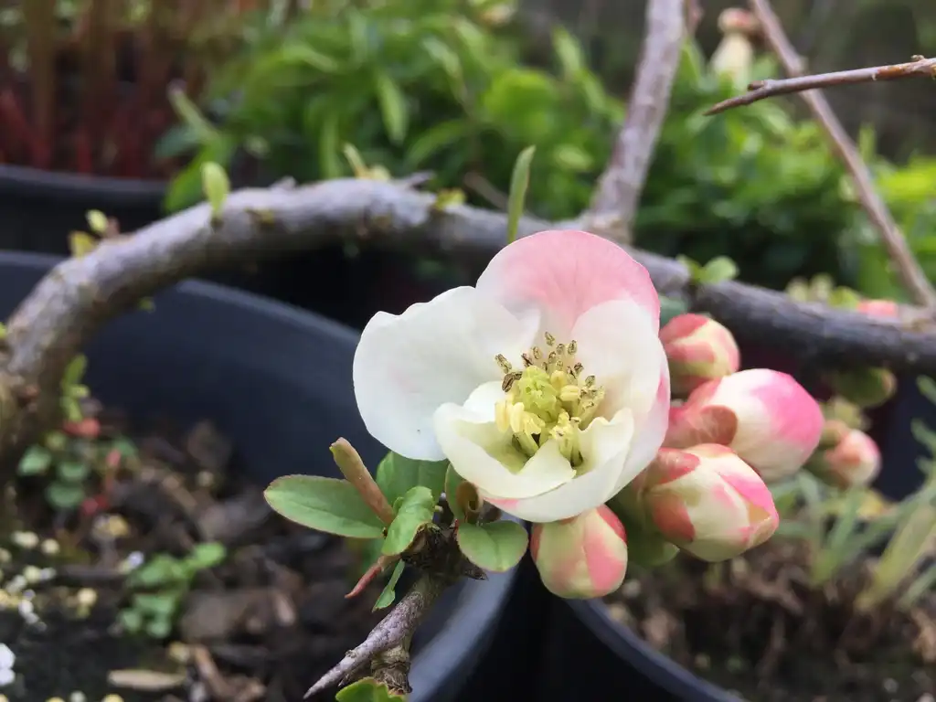 Фото Chaenomeles speciosa 'Toyo-Nishiki' - Close up of flower:Megan Hanson
