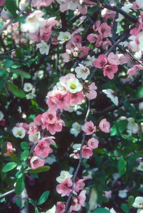 Фото Chaenomeles speciosa 'Toyo-Nishiki' - Flowers: