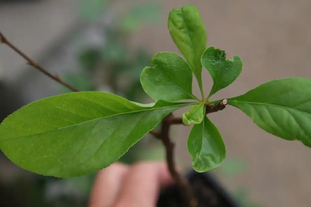 Фото Chaenomeles speciosa 'Toyo-Nishiki' - Leaves:David J. Stang