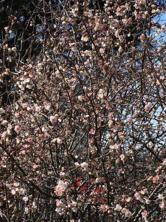 Фото Chaenomeles speciosa 'Toyo-Nishiki' - Form: