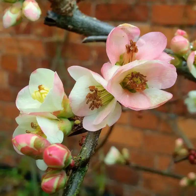 Foto de Chaenomeles speciosa (Chaenomeles speciosas)