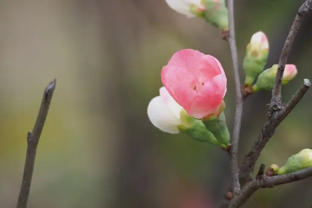 Foto de Chaenomeles speciosa (Chaenomeles speciosas)