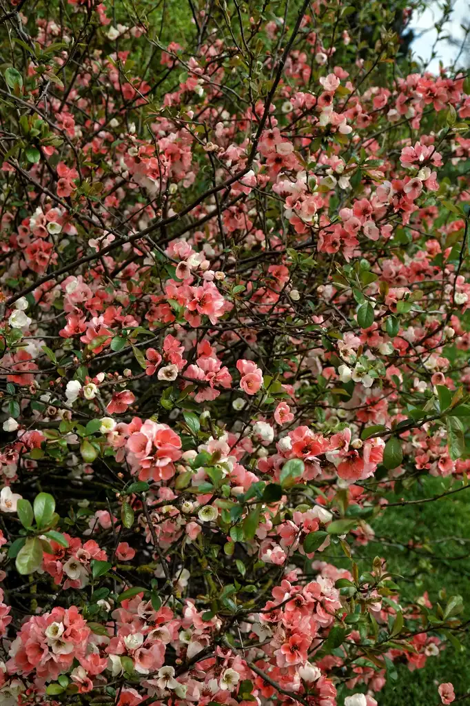 Foto de Chaenomeles speciosa - leaves and flowers:Acabashi