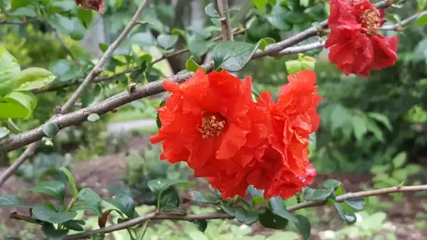 Foto de Chaenomeles speciosa - Chaenomeles 'Orange Storm':Lucy Bradley