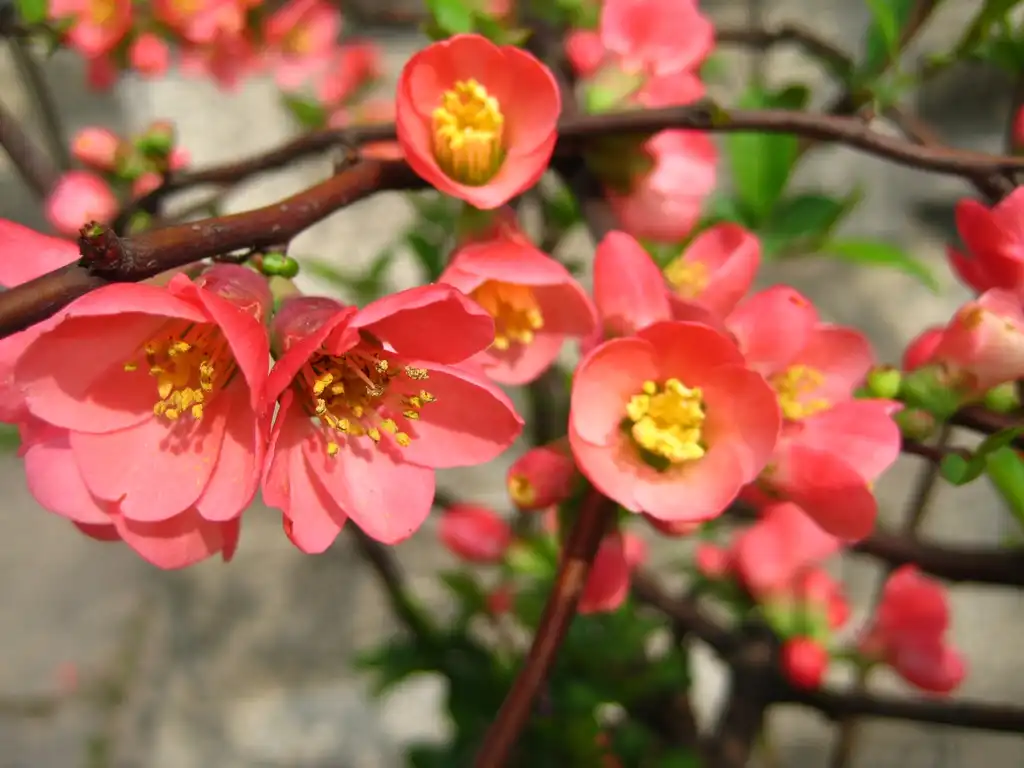 Foto de Chaenomeles speciosa - Flowers:Shimizusatsuki