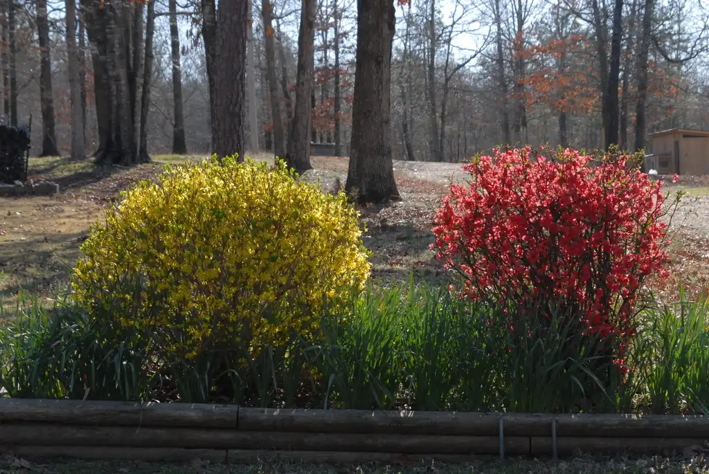 Foto de Chaenomeles speciosa - 'Forsythia' Flower Form:Jim Robbins