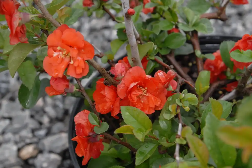 Foto de Chaenomeles speciosa - 'Orange Storm' Flowers:Jim Robbins