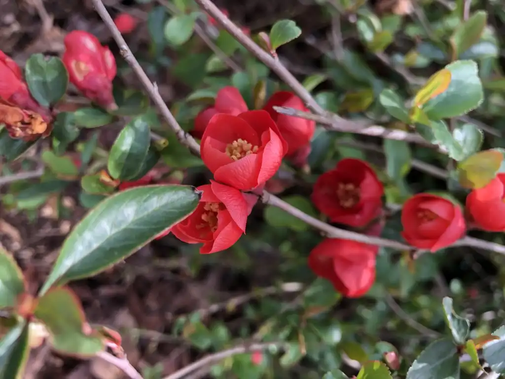 Foto de Chaenomeles speciosa - spring blossom, Wake County, NC:Cathy Dewitt