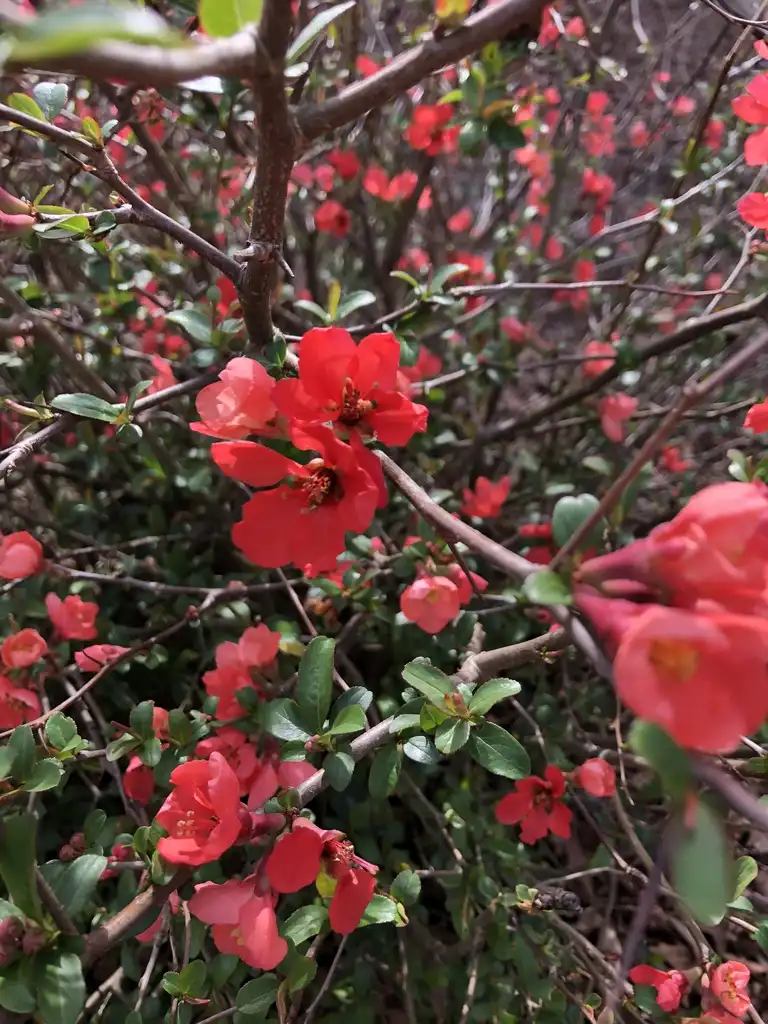 Foto de Chaenomeles speciosa - spring blossom, Wake County, NC:Cathy Dewitt