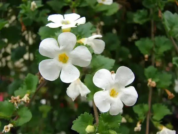 Foto de Chaenostoma cordatum (Chaenostoma cordatums)