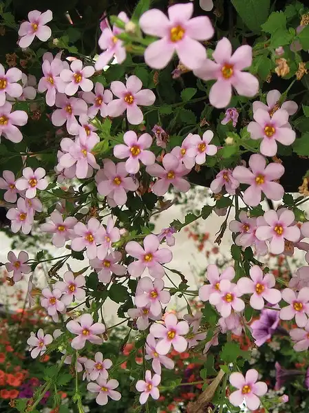 Foto de Chaenostoma cordatum - Pink Flowers:Beautifulcataya
