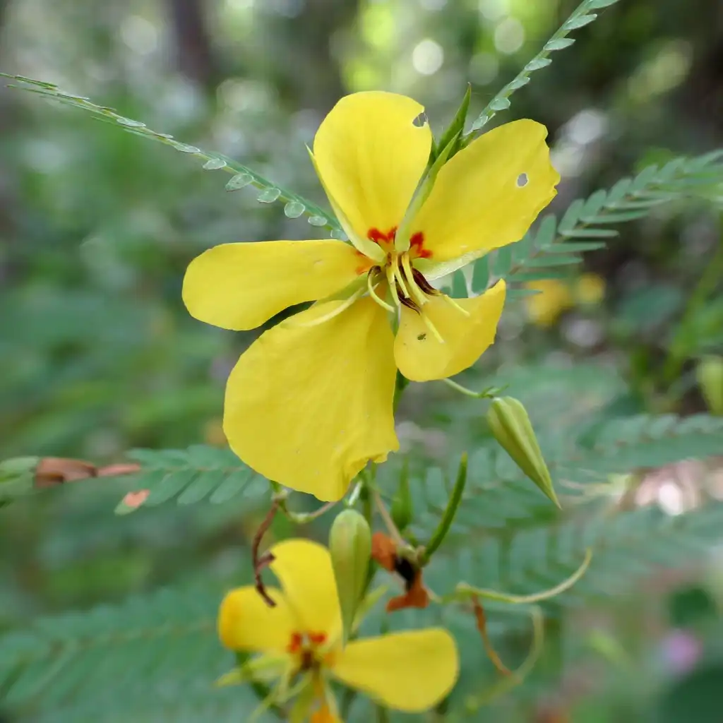 Foto de Chamaecrista fasciculata (Chamaecrista fasciculatas)
