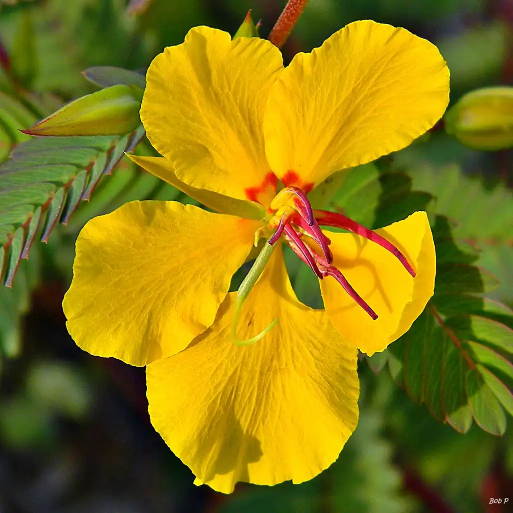 Foto de Chamaecrista fasciculata (Chamaecrista fasciculatas)