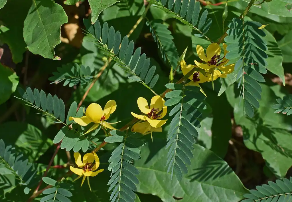 Foto de Chamaecrista fasciculata - Leaves: