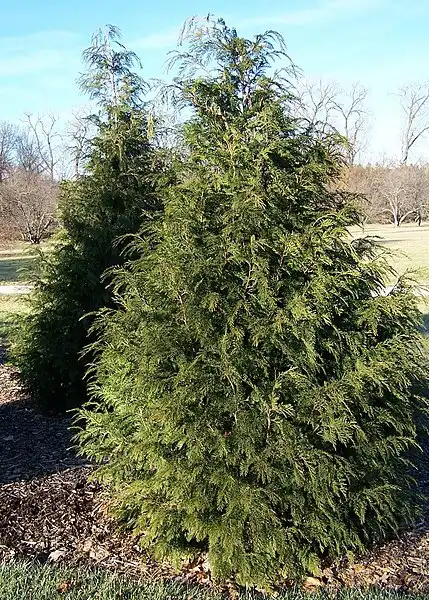 Photo of Chamaecyparis nootkatensis (Chamaecyparis nootkatensiss)