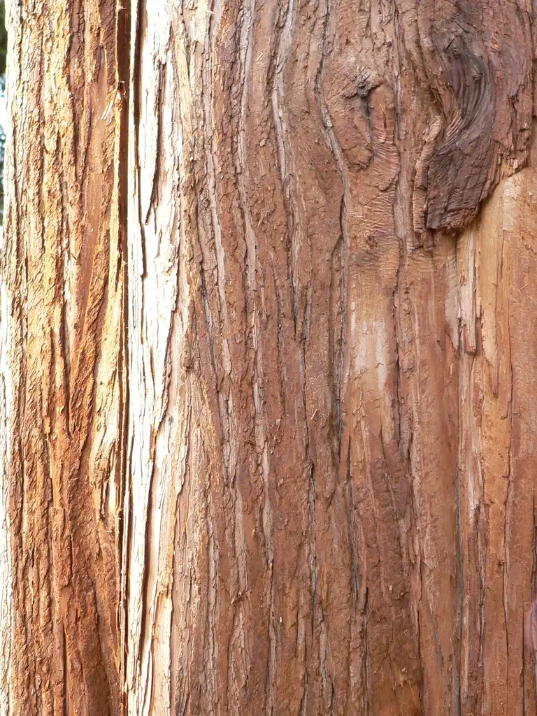Photo of Chamaecyparis nootkatensis (Chamaecyparis nootkatensiss)
