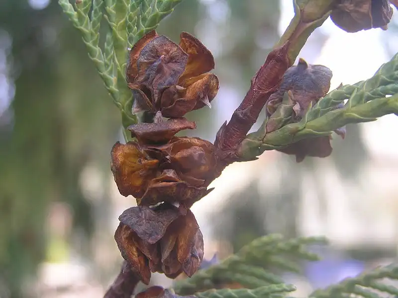 Photo of Chamaecyparis nootkatensis - Fruits:Petr Filippov