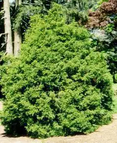 Photo of Chamaecyparis obtusa 'Coralliformis' (Chamaecyparis obtusa 'Coralliformis's)