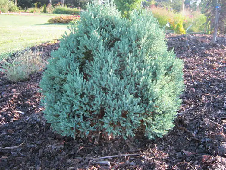Foto de Chamaecyparis obtusa 'Ericoides' (Chamaecyparis obtusa 'Ericoides's)
