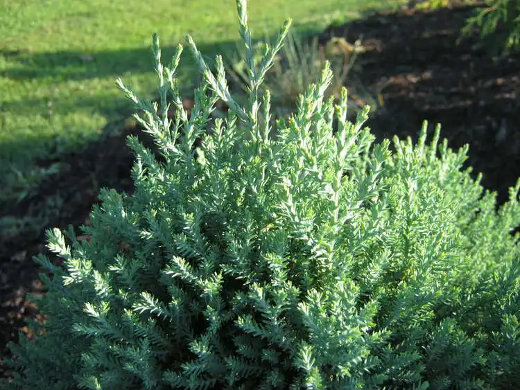 Foto de Chamaecyparis obtusa 'Ericoides' (Chamaecyparis obtusa 'Ericoides's)