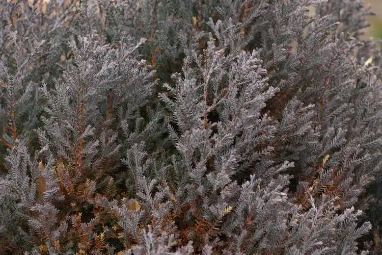 Foto de Chamaecyparis obtusa 'Ericoides' - leaves: