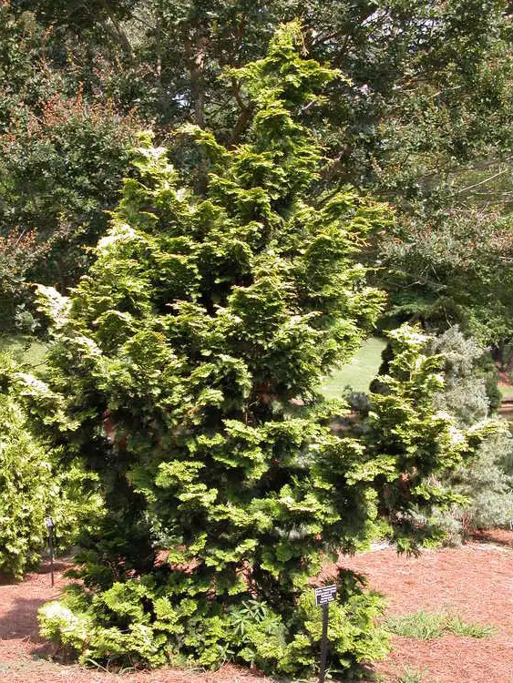 Foto de Chamaecyparis obtusa 'Kosteri' (Chamaecyparis obtusa 'Kosteri's)