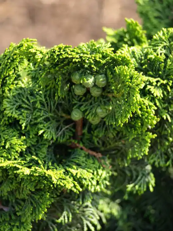 Foto de Chamaecyparis obtusa 'Kosteri' (Chamaecyparis obtusa 'Kosteri's)