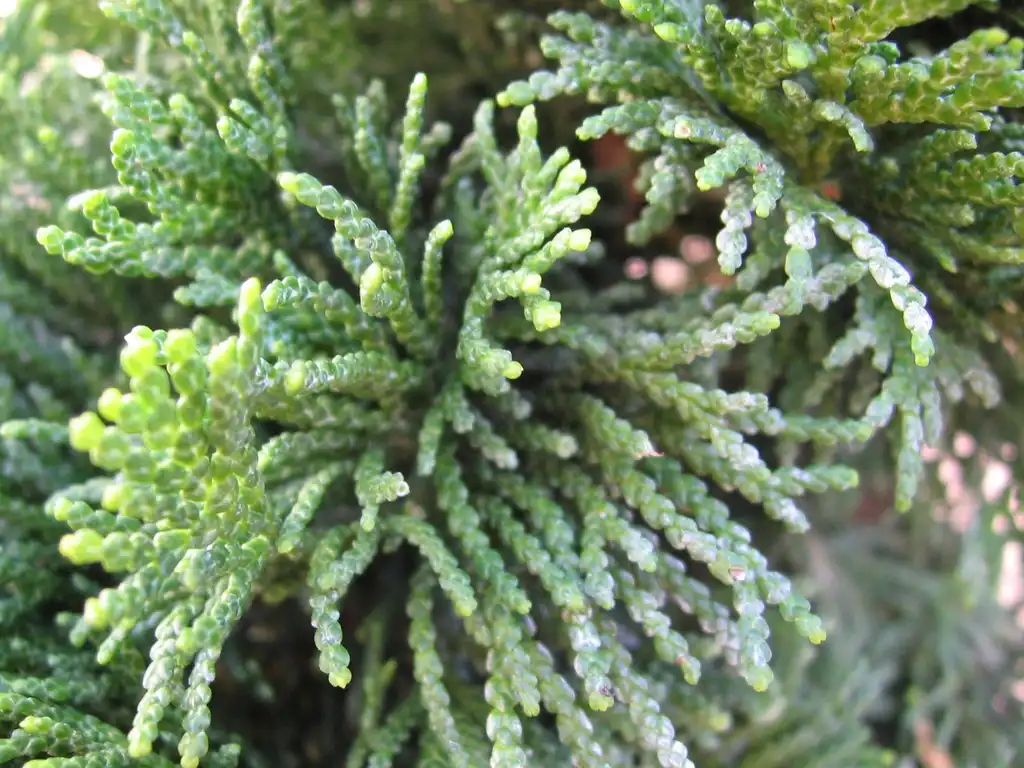 Фото Chamaecyparis obtusa 'Nana Gracilis' (Chamaecyparis obtusa 'Nana Gracilis's)