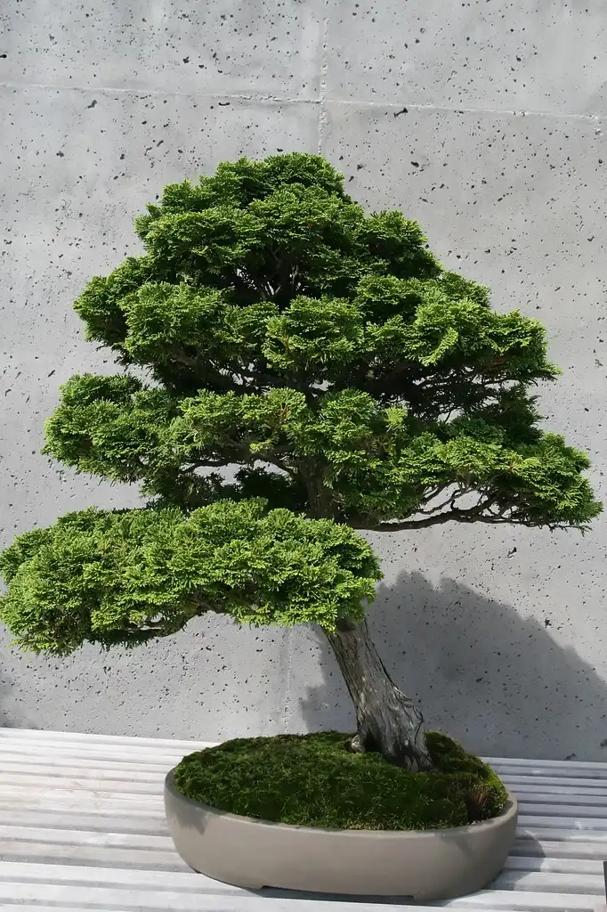 Фото Chamaecyparis obtusa 'Nana Gracilis' (Chamaecyparis obtusa 'Nana Gracilis's)