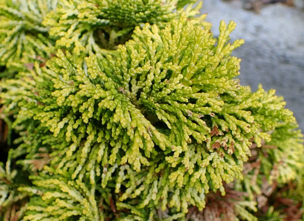 Foto de Chamaecyparis obtusa 'Nana Lutea' (Chamaecyparis obtusa 'Nana Lutea's)