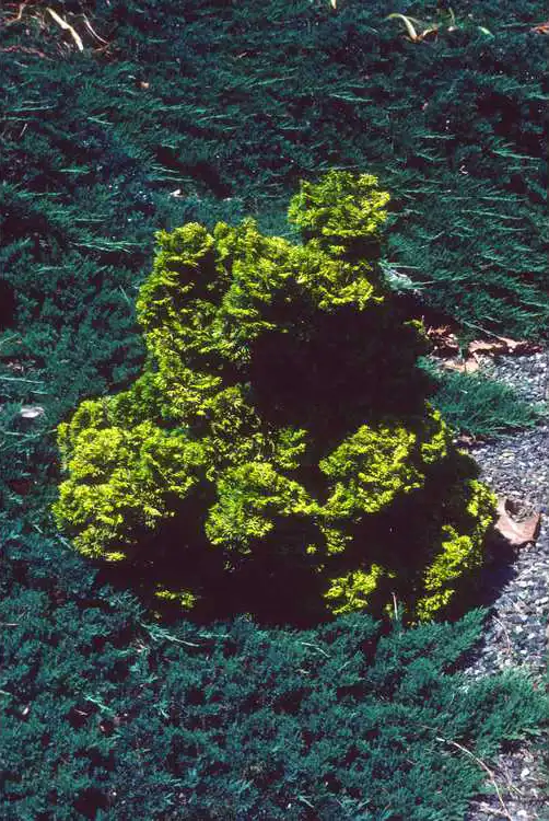 Foto de Chamaecyparis obtusa 'Nana Lutea' (Chamaecyparis obtusa 'Nana Lutea's)