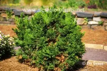 Photo of Chamaecyparis obtusa 'Nana' (Chamaecyparis obtusa 'Nana's)