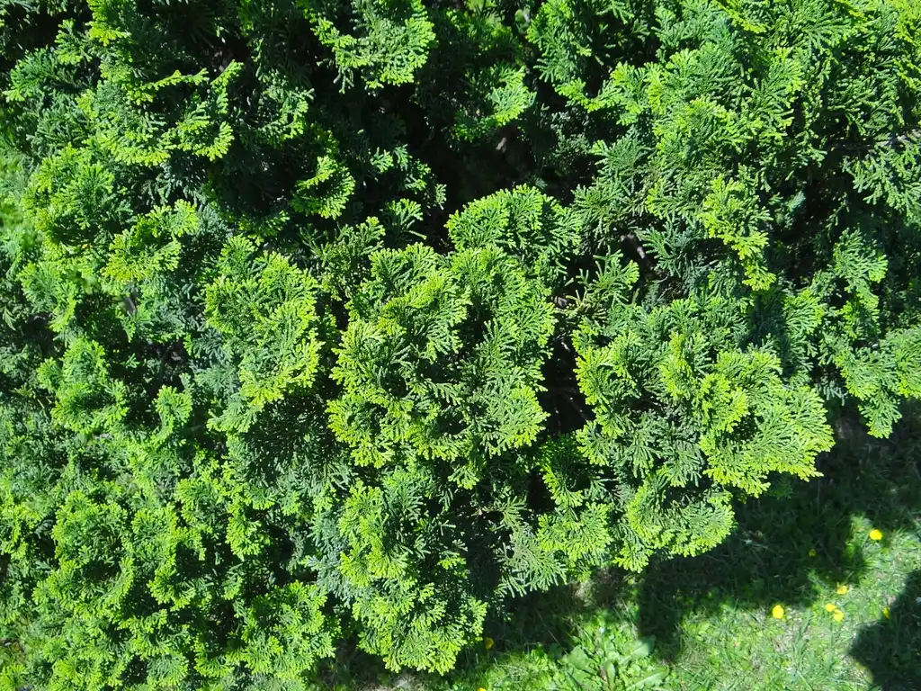 Photo of Chamaecyparis obtusa 'Nana' (Chamaecyparis obtusa 'Nana's)